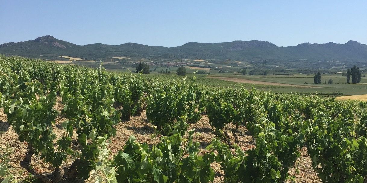 Vineyards in La Rioja